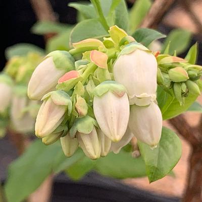 Vaccinium corymbosum Bluecrop