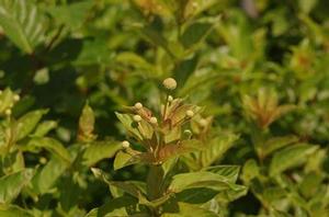 Cephalanthus occidentalis 