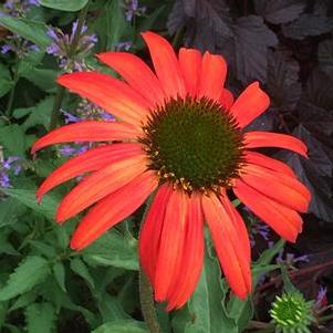 Echinacea x Tomato Soup