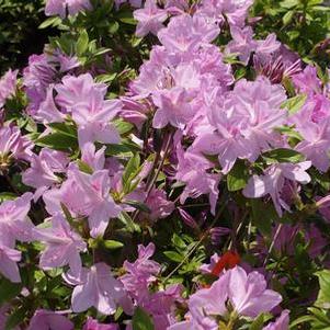 Rhododendron yedoense var. poukhanense Compacta