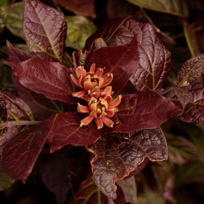 Calycanthus floridus var purpureus Burgundy Spice