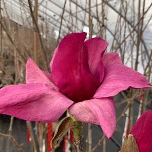 Magnolia x Royal Purple