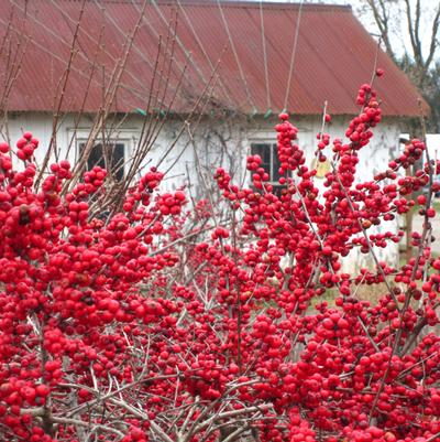 Ilex verticillata Red Sprite