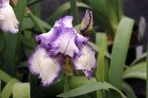 Iris germanica Hemstitched