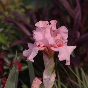 Iris germanica Lenora Pearl