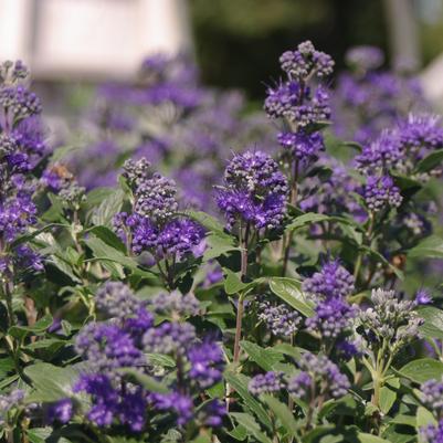 Caryopteris x clandonensis Beyond Midnight®