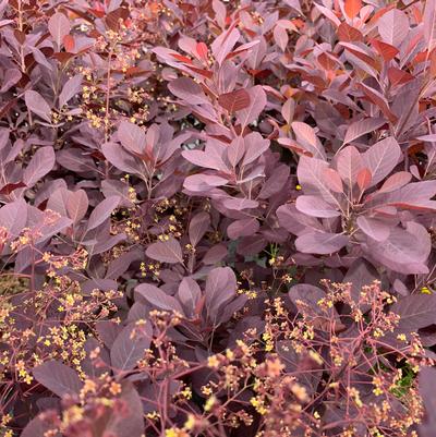 Cotinus coggygria Winecraft Black®