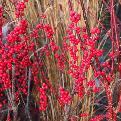 Ilex verticillata Winter Red®