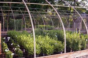 Buxus 