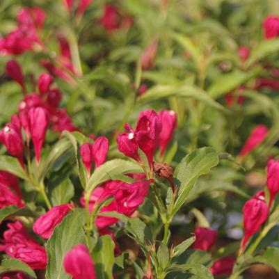 Weigela florida Sonic Bloom® Red