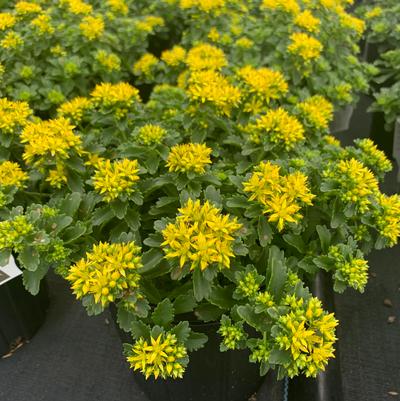 Sedum x Little Miss Sunshine