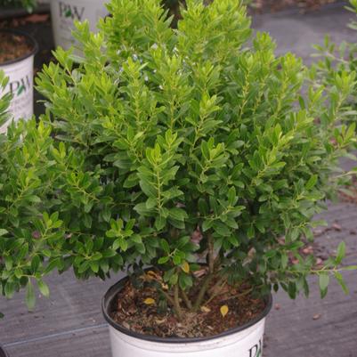 Ilex glabra Strongbox®