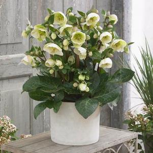 Helleborus x Frostkiss® Moondance™