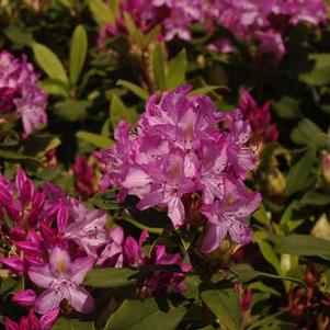 Rhododendron maximum Roseum Bluestem