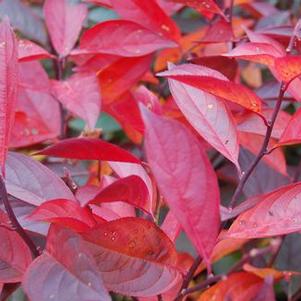 Itea virginica Little Henry®
