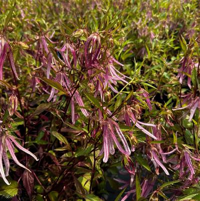 Campanula x Pink Octopus