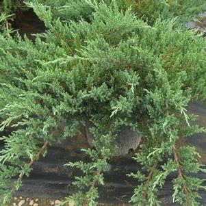 Juniperus chinensis var. sargentii 