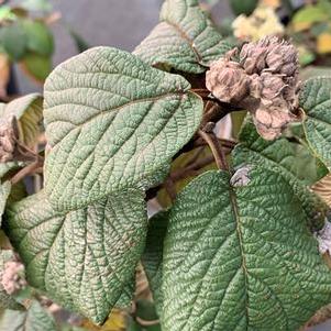 Viburnum x rhytidophylloides Alleghany