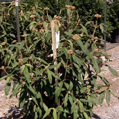 Viburnum rhytidophyllum 