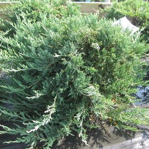 Juniperus horizontalis Bar Harbor