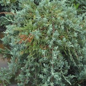 Juniperus horizontalis Wiltoni