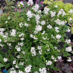 Slender Deutzia
