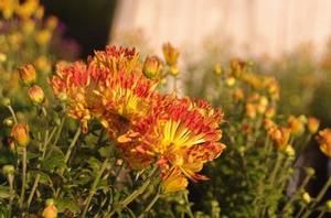 Chrysanthemum Matchsticks