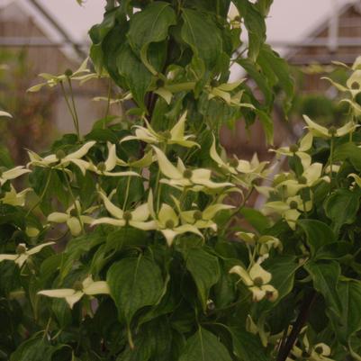 Cornus kousa Snow Tower