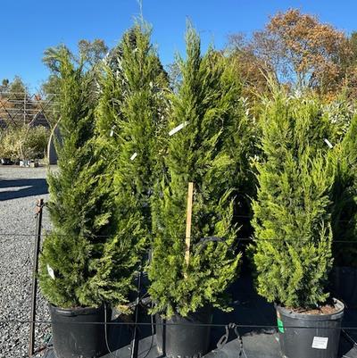 Juniperus virginiana var. silicicola Brodie