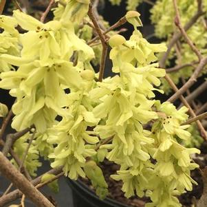 Corylopsis glabrescens Longwood Chimes