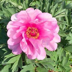 Paeonia x Itoh First Arrival