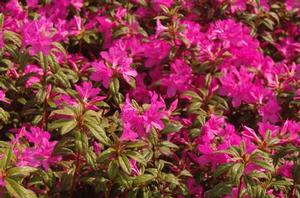 Rhododendron Encore® Autumn Amethyst®