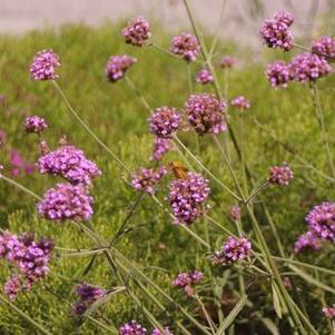 Verbena bonariensis - Vervain