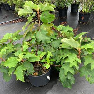 Hydrangea quercifolia Sikes Dwarf