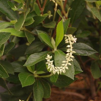 Clethra alnifolia Summer Sparkler (form. Einstein®)