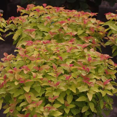 Spiraea japonica Double Play® Candy Corn®