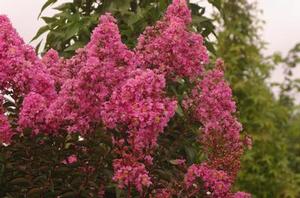 Lagerstroemia x Sioux