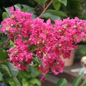 Lagerstroemia x Tuskegee