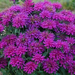 Monarda didyma Sugar Buzz® 'Grape Gumballs'
