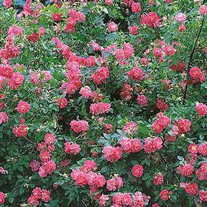 Rosa John Cabot