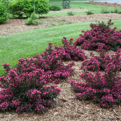 Weigela florida Spilled Wine®