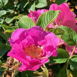 Rosa rugosa Foxi Pavement