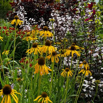 Echinacea paradoxa 