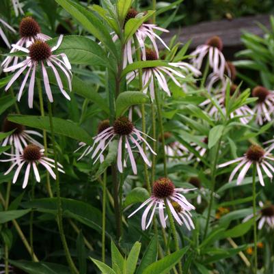 Echinacea pallida - Pale Coneflower