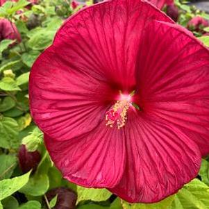 Hibiscus x Luna™ 'Red'