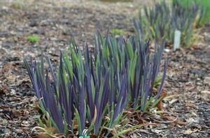 Iris versicolor Purple Flame