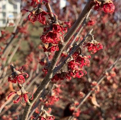 Hamamelis vernalis Kohankie Red