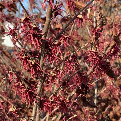 Hamamelis vernalis Purple Ribbons