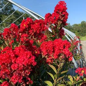 Lagerstroemia Enduring Summer™ 'Red'