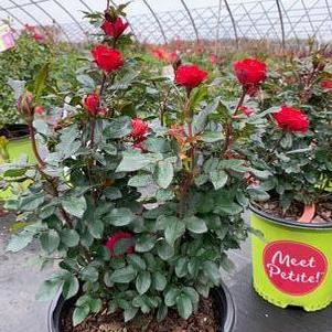 Rosa Petite Knock Out®